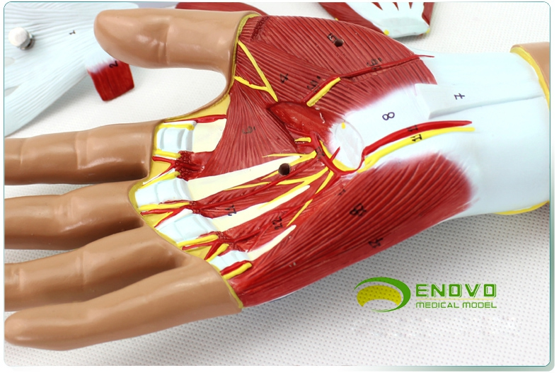 的肌肉,肌键,血管和神经网络,深层次的掌部断面出示了长腱,腕部韧带