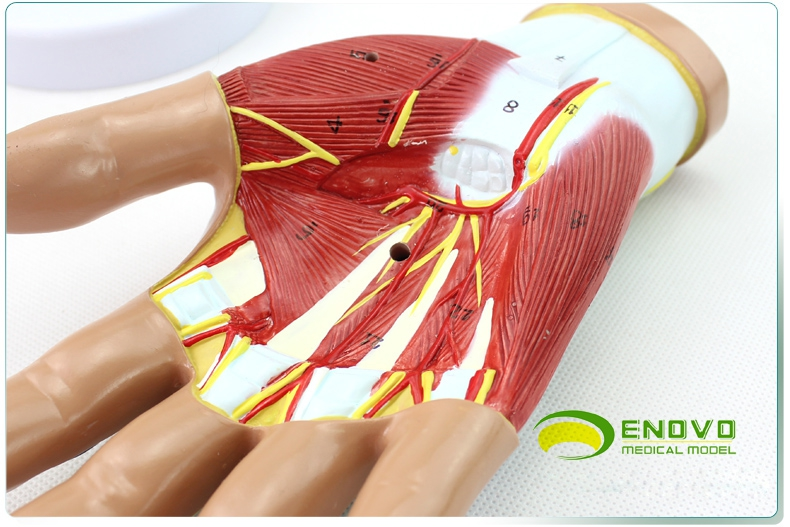 enovo颐诺医学人体手部肌肉神经血管模型手关节手解剖运动系统