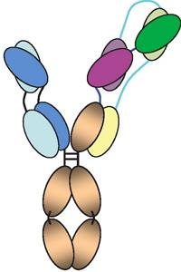 Science:“3合1”新抗体,有效对抗多种HIV