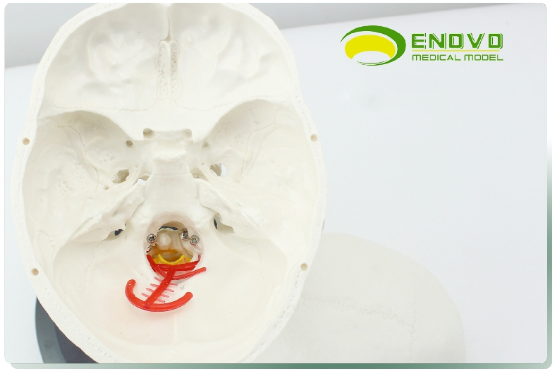 enovo颐诺人体头骨颅骨带颈椎模型 枕骨颅骨模型骨科医患沟通神经
