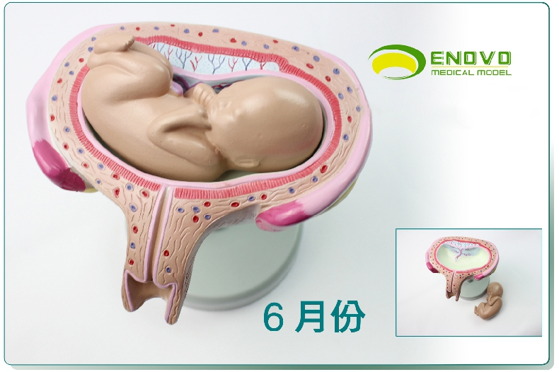 enovo颐诺人妊娠组织胚胎发育胎儿形成过程模型计划生育展示用品