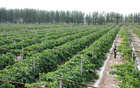 水肥一體化技術實施案例及現代種植技術