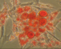 MC3T3-E1subclone14小鼠胚胎成骨细胞
