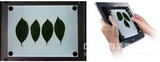 供应植物图像分析仪系统生产/植物图像分析仪系统厂家