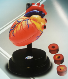 小学科学实训室装备方案 科学探究仪器 心脏呼吸模型