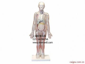 人体体表、人体骨骼与内脏关系模型