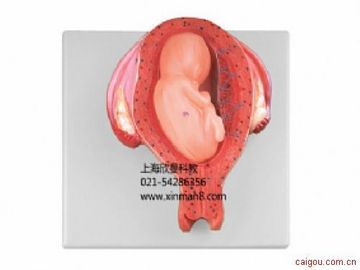 五个月胎儿模型