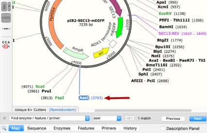 SnapGene——酶、特征或引物的查询