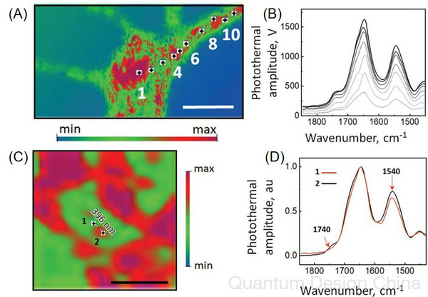 科学家借助全新非接触式亚微米红外光谱，次成功直观揭示神经元中淀粉样蛋白聚集机理