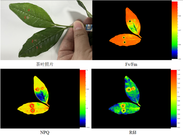 易科泰FluorCam植物光合生理成像系统在安徽农业大学落户运行