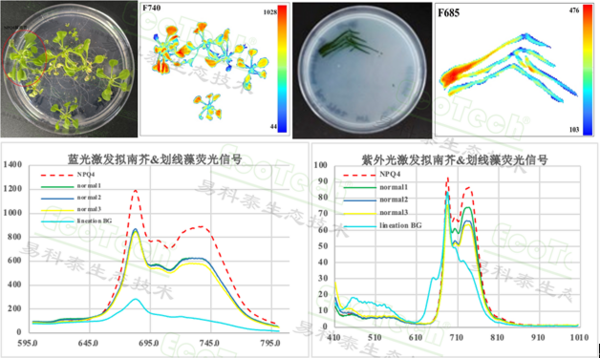 新一代农业传感器技术——易科泰FluorTron®叶绿素荧光成像技术