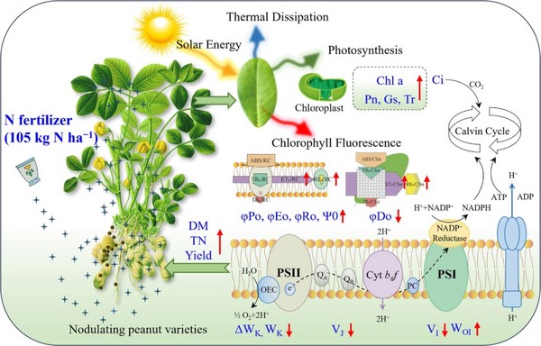 [科研前线│CIRAS-2│Handy PEA]叶绿素荧光动力学（OJIP）表明优化氮肥施用可改善花生光合性能和产量潜力