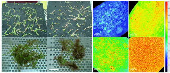 FluorCam叶绿素荧光系统发表文献选录（十五）  ——铜积累植物沼泽景天的显微光合特性