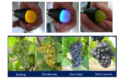 模块式植物表型分析技术方案（三） ——葡萄生长动态与品质鉴定