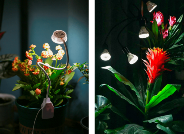 全光谱植物生长灯，应该怎么选？
