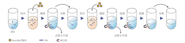 BunnyMagTM 磁珠分选纯化试剂盒推广应用