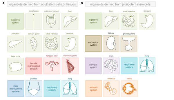 类器官培养——选多能干细胞 or 成体干细胞？| MedChemExpress