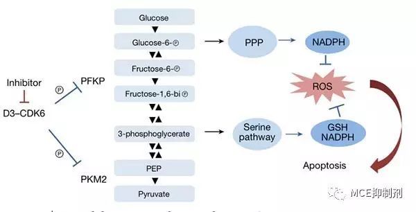 Cyclin D3-CDK6复合体在癌细胞内的重要作用 | MedChemExpress