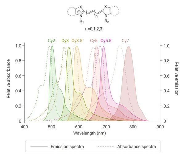 Cyanine 染料 | MedChemExpress