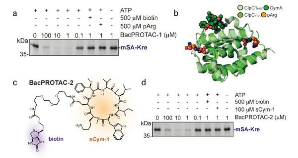 Cell 重磅丨不依赖泛素蛋白酶降解途径的新型 PROTAC - MCE