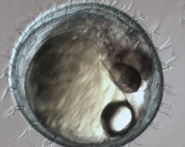 原位细胞3D切割成像技术基于青鳉胚胎组织的单细胞提取