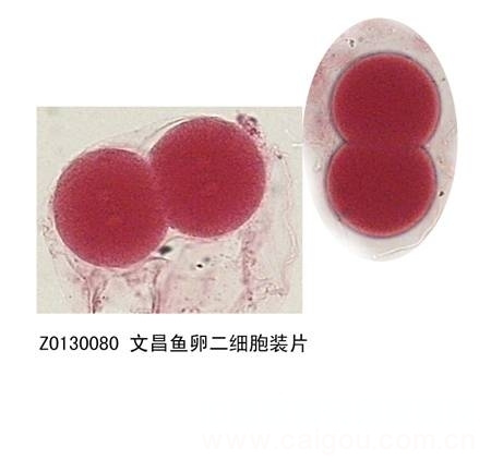 鑫鑫教学显微玻片