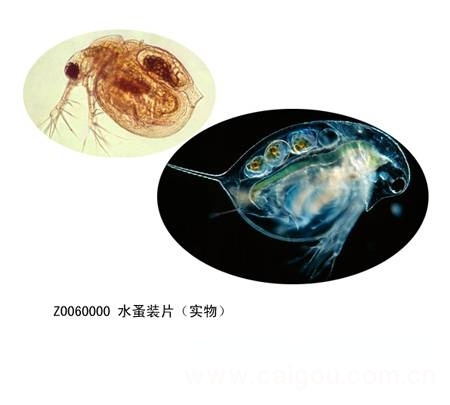 鑫鑫教学显微玻片
