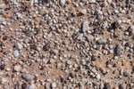 SPECIM IQ揭示进化的秘密—利用手持高光谱在非洲沙漠研究石头花