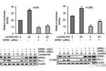 PD-L1在乳酸环境中的调节机制 | MedChemExpress