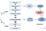 Cyclin D3-CDK6復合體在癌細胞內的重要作用 | MedChemExpress