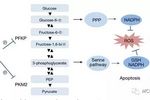 Cyclin D3-CDK6复合体在癌细胞内的重要作用 | MedChemExpress