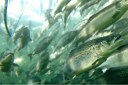 如何使用心率和加速度计远程评估鲑鱼养殖的鱼类问题
